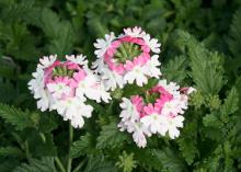 The Lanai series of verbena offer spectacular color choices. This Twister Pink has pink in the middle and outer rings of white with light pink edges. (Photo by MSU Extension Service/Gary Bachman)