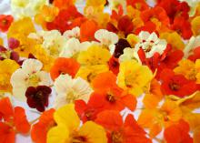 Nasturtium flowers and their foliage are edible and can make a nice appetizer that pleases the eyes and the palate. (Photo by MSU Extension Service/Gary Bachman)