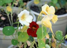 Nasturtium Night and Day is an elegant combination of bright, clear cream and dark-mahogany flowers. (Photo by MSU Extension Service/Gary Bachman)