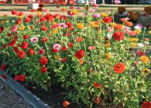 These Benary's Giant mix zinnias are must-haves for those wanting long-lasting cut flowers. Their height makes them perfect as a background in the summer flower bed, and they produce an abundant supply of beautiful flowers. (Photo by MSU Extension Service/Gary Bachman)