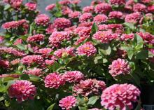 These pink Magellan zinnias are shorter and stockier than some zinnia and do not require staking, even though their flowers are enormous. (Photo by MSU Extension Service/Gary Bachman)