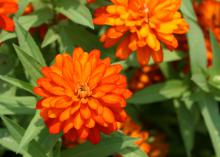 Zinnia Zahara Double Fire has robust branching that supports masses and mounds of flowers with very little maintenance needed. (Photo by MSU Extension Service/Gary Bachman)