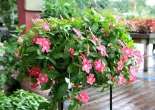 Vinca Mediterranean Hot Rose has a low-growing, spreading growth habit that makes it ideal for hanging baskets or a colorful ground cover. (Photo by MSU Extension Service/Gary Bachman)