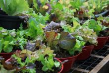 These colorful lettuce bowls prove that you only need a small garden or patio to enjoy fresh grown vegetables year round. (Photo by MSU Extension Service/Gary Bachman)