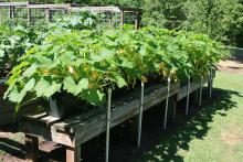 Yellow squash growing in containers have been placed on benches, making it easy for those with accessibility concerns to enjoy gardening. (Photo by MSU Extension Service/Gary Bachman)