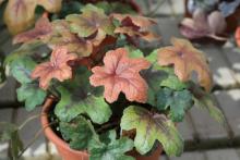 Redstone Falls is a foamy bell variety that has transitioning foliage color. Leaves emerge a coppery red and change to a light green with dark patterns in the center.