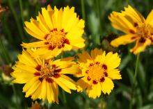 The huge flowers of Coreopsis Corey Yellow are deep, bold yellow with maroon center splotches. (Photo by MSU Extension Service/Gary Bachman)