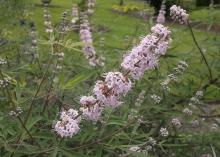 Pink Sensation vitex produces clear, light-pink flowers. While the 4- to 6-inch-long panicles are not as big as some other vitex varieties, they produce all summer long. (Photo by MSU Extension Service/Gary Bachman)