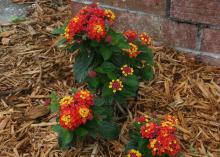 Ally Klaire is a new and exciting small lantana that has one of the reddest lantana colors currently available. Its compact size makes it perfect for small garden spaces. (Photo by MSU Ag Communications/Kat Lawrence)