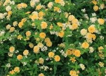 The unique flowers of Butter Cream lantana start out bright golden-yellow before turning creamy white from the edges to the center. During the summer, there is a beautiful blend of these sunny flowers on the plant. (Photo by MSU Ag Communications/Kat Lawrence)