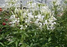 The spidery pistils and stamens of the Sparkler cleome resemble long streamers bursting across the night sky. They are available in this white variety as well as pink and lavender. (Photo by MSU Extension Service/Gary Bachman)