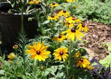 The upright stems of Rudbeckia Indian Summer are sturdy enough to display huge flowers that can be up to a whopping 9 inches across. (Photo by MSU Extension Service/Gary Bachman)