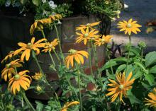 The emerald-green center cones of Rudbeckia Irish Eyes make these unique Black-eyed Susans stand out from the crowd. (Photo by MSU Extension Service/Gary Bachman)
