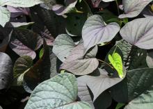 The Sweet Caroline series of sweet potato vines has two leaf shapes -- cut-leaf and heart-shaped -- that come in a variety of colors, such as this purple variety. (Photo by MSU Extension Service/Gary Bachman)