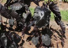 Diamond Head, named after the volcanic cone on the Hawaiian Island of Oahu, has jet-black leaves with a texture resembling corrugation. (Photo by MSU Extension Service/Gary Bachman)