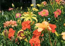 Daylilies come in a wide variety of colors, shapes and sizes, creating a blooming kaleidoscope in the landscape. (Photo by MSU Extension Service/Gary Bachman)