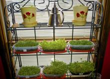 Microgreens can be grown in plastic storage containers in front of a bright window. (Submitted Photo/Cindy Graf)