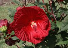 Hibiscus Cranberry Crush has large, sheer petals that draw attention to the flowers' delicate pistil and stamen structure. (Photo by MSU Extension Service/Gary Bachman)