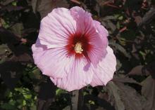 The pink flowers of hardy hibiscus Sultry Kiss can measure up to 11 inches wide and bloom on lobed, burgundy foliage. (Photo by MSU Extension Service/Gary Bachman)