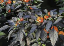 Lil' Pumpkin are ornamental peppers with deep purple, almost black foliage and bright orange fruit that are perfect for the Halloween season's festivities. (Photo by MSU Extension Service/Gary Bachman)