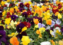 Clear colors in pansies are those with a flash of pure color without a blotch, such as this Matrix mix. A nice feature is the small, yellow eye at the throat of each flower. (Photo by MSU Extension Service/Gary Bachman)
