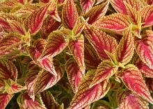 Although coleus is traditionally a summer favorite, some of its best color happens when temperatures moderate in the fall. This Fiesta cherry coleus brings falls colors to Mississippi gardens. (Photo by MSU Extension Service/Gary Bachman)