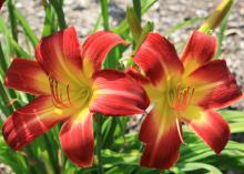 Suburban Nancy Gayle daylily, one of three 2015 Mississippi Medallion award winners, produces incredibly large, red flowers with yellow throats. (Photo by MSU Extension Service/Gary Bachman)