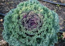 Nagoya red kale has uniform growth and attractive fringed leaves. (Photo by MSU Extension Service/Gary Bachman)