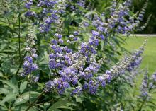 Beautiful purple flowers and tolerance for drought make Vitex an outstanding small tree to be grown in the full sun of Mississippi landscapes. (Photo by MSU Extension Service/Gary Bachman)