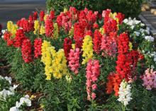 Sonnet snapdragon plants grow up to 30 inches tall and offer colorful flower spikes in a kaleidoscope of shades that are great as cut flowers. They are thrilling in a cool-season combination container and have a soft cinnamon scent. (Photo by MSU Extension Service/Gary Bachman)