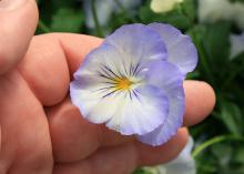 Cool Wave pansies such as this Frost selection are well suited for growing in comb ination containers as the spiller plant. (Photo by MSU Extension Service/Gary Bachman)