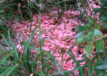 Camellias in the landscape give a double treat. The flowers bloom from late fall to early spring, and then the petals fall to create a vibrant mulch. (Photo by MSU Extension Service/Gary Bachman)