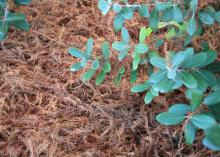 The summer foliage of bald cypress is a light-green color that changes to a golden, rusty brown before falling in the winter, creating a finely textured, feathery layer of mulch. (Photo by MSU Extension Service/Gary Bachman)