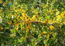 Although most Yaupon holly berries are red, a few commercially available selections have a mutation that produces yellow berries. (Photo by MSU Extension Service/Gary Bachman)