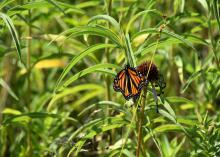 Although winters this far north are dramatically different than Mississippi winters, some of the same summer perennials thrive in both places. (Photo by MSU Extension Service/Gary Bachman)