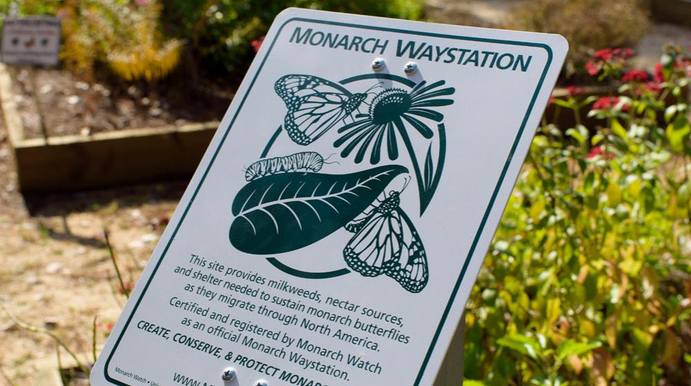 A white sign with dark green lettering reads, “Monarch Waystation: This site provides milkweeds, nectar sources, and shelter needed to sustain monarch butterflies as they migrate through North America. Certified and registered by Monarch Watch as an official Monarch Waystation. Create, Conserve, & Protect Monarch Habitats.”