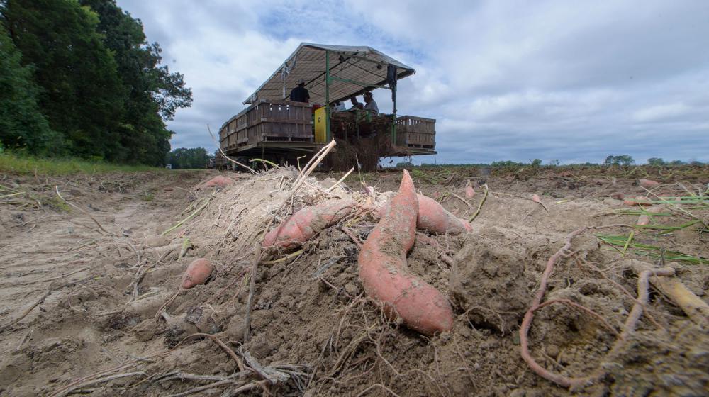 Sweet potatoes in brown dirt lay in a sweet potato field with a harvest machine in the background.