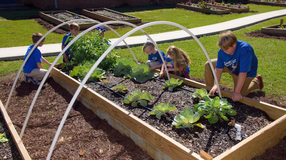 Six children, all dressed in blue T-shirts and slacks, bend over a raised bed garden with growing cabbages and tomatoes.