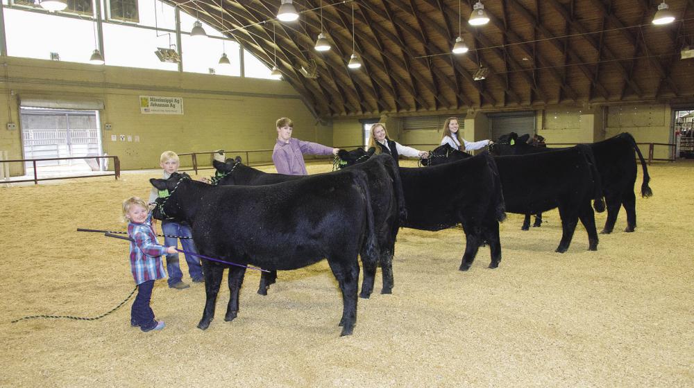 young males and females of various ages with black Angus heifers in livestock show