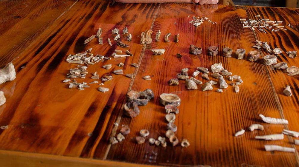 A man with glasses standing behind a table with shells, teeth, and bones on it.