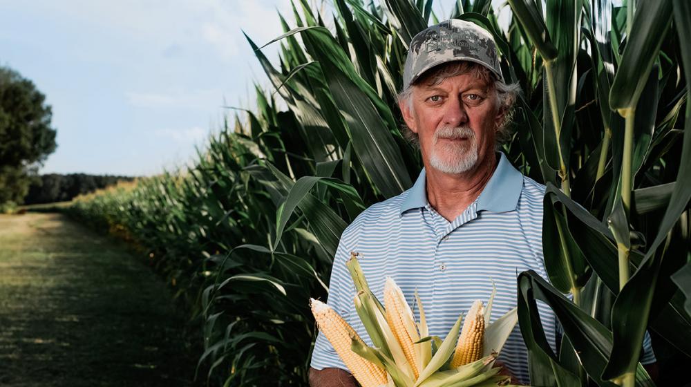A man holding three ears of corn stands in a corn field.