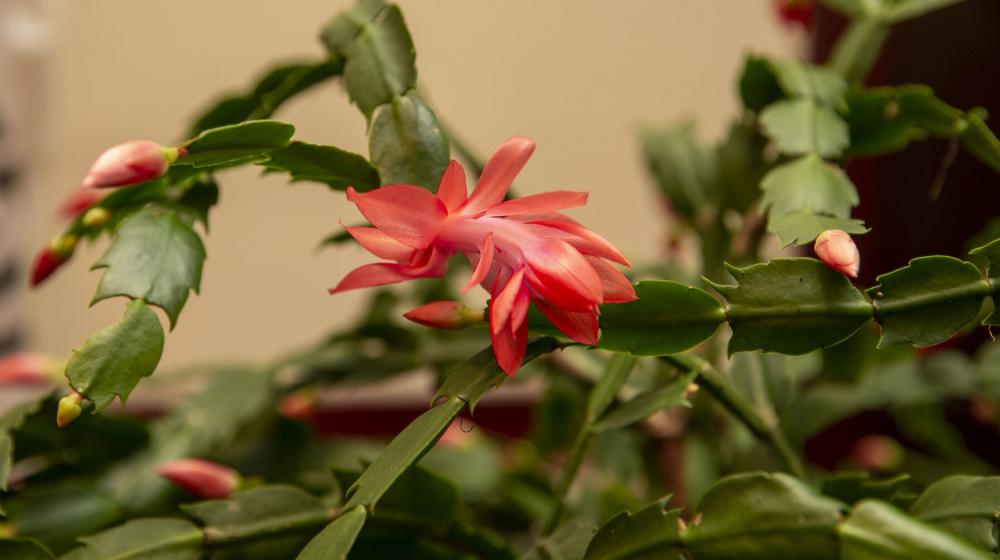 Pink holiday cactus