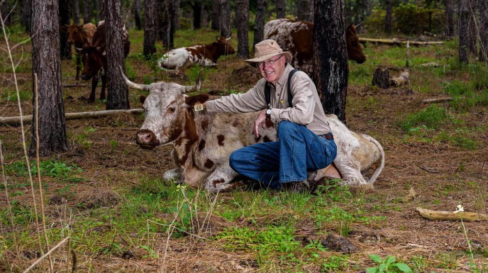 An older man squats next to a brown and white cow lying on the ground. 
