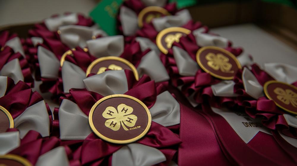 Numerous 4-H medals with maroon ribbons on a table.