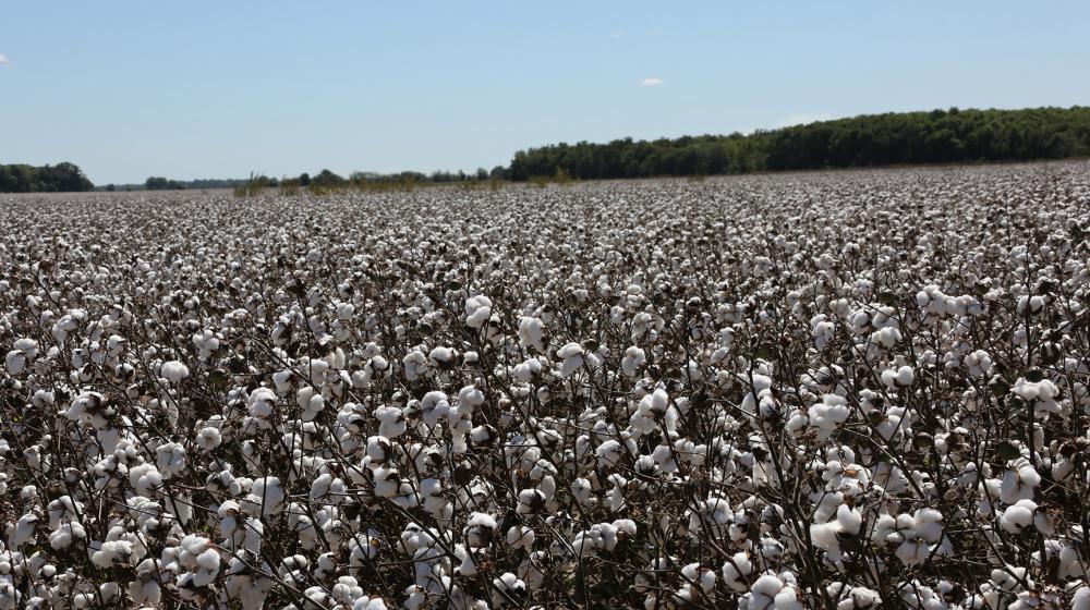 Cotton field.