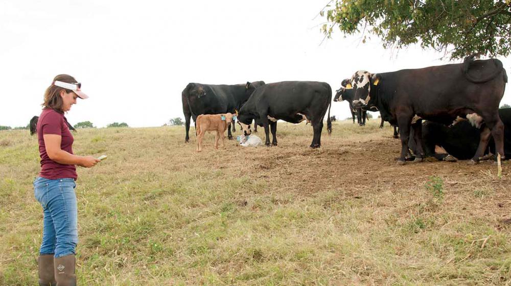 A woman wearing a white visor, maroon shirt, jeans, and boots marks a clipboard as five cows and three calves rest under a tree.