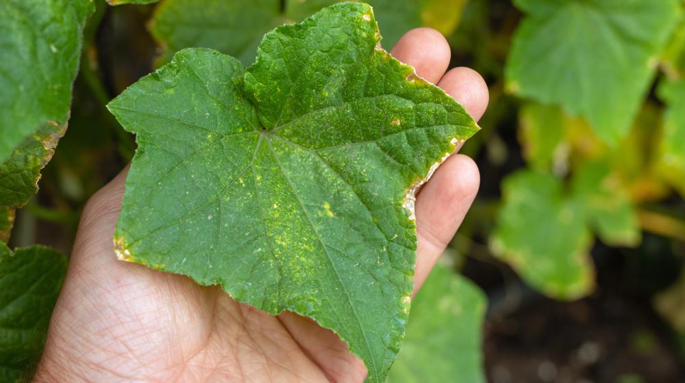 A cucumber leaf with disease lesions rests on a hand.