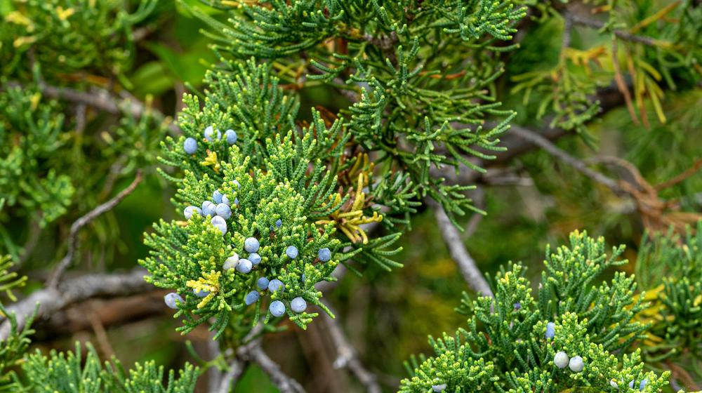 Eastern redcedar needles and berries