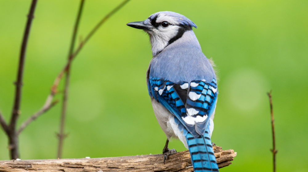 A blue jay on a branch.