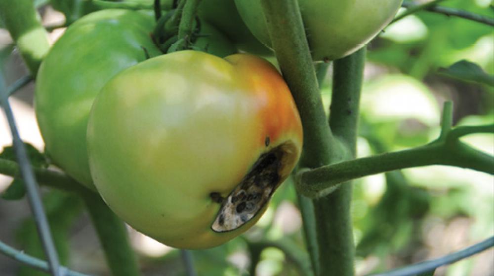 Tomato with blossom end rot